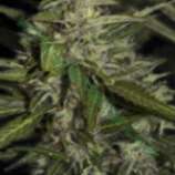 Auto Mazar strain photo