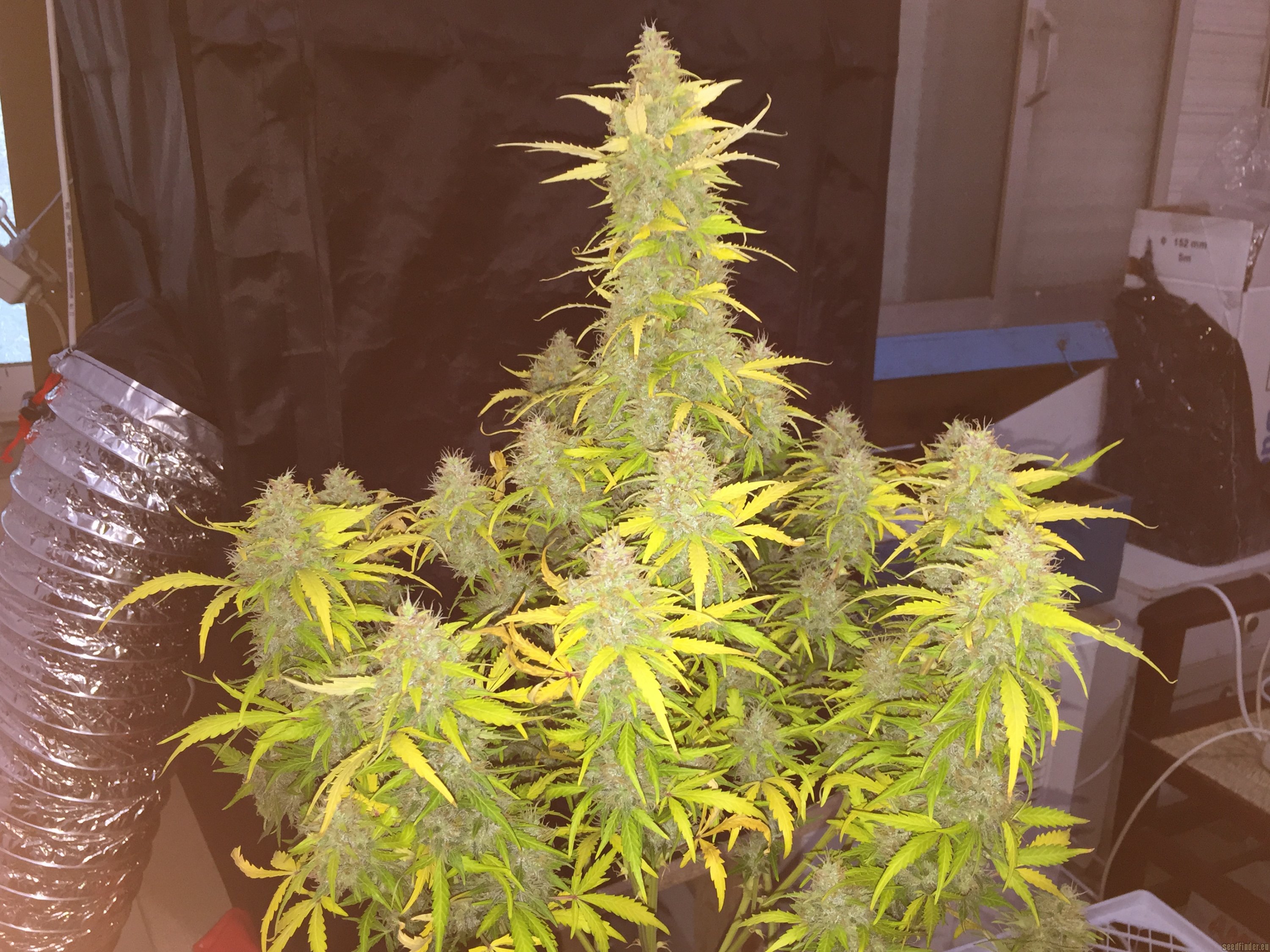 Easy Bud strain photo