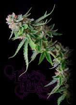 La Plata Labs - Green Alien strain photo