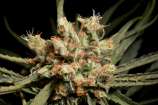 Indian strain photo