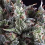 Auto Olympia strain photo