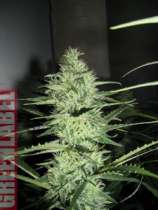 Ace Silver Haze strain photo
