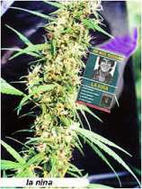 Mr Nice Seedbank - La Nina strain photo