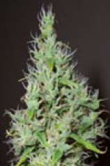 B.C. Bud Depot - BC Arctic Sun strain photo