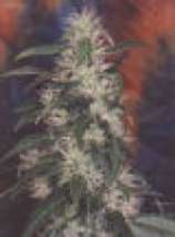 Eclipse strain photo