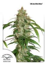 CBD Auto White Widow strain photo