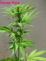 Manga Rosa strain photo