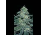 BC Diesel strain photo