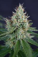 Bootlegger strain photo