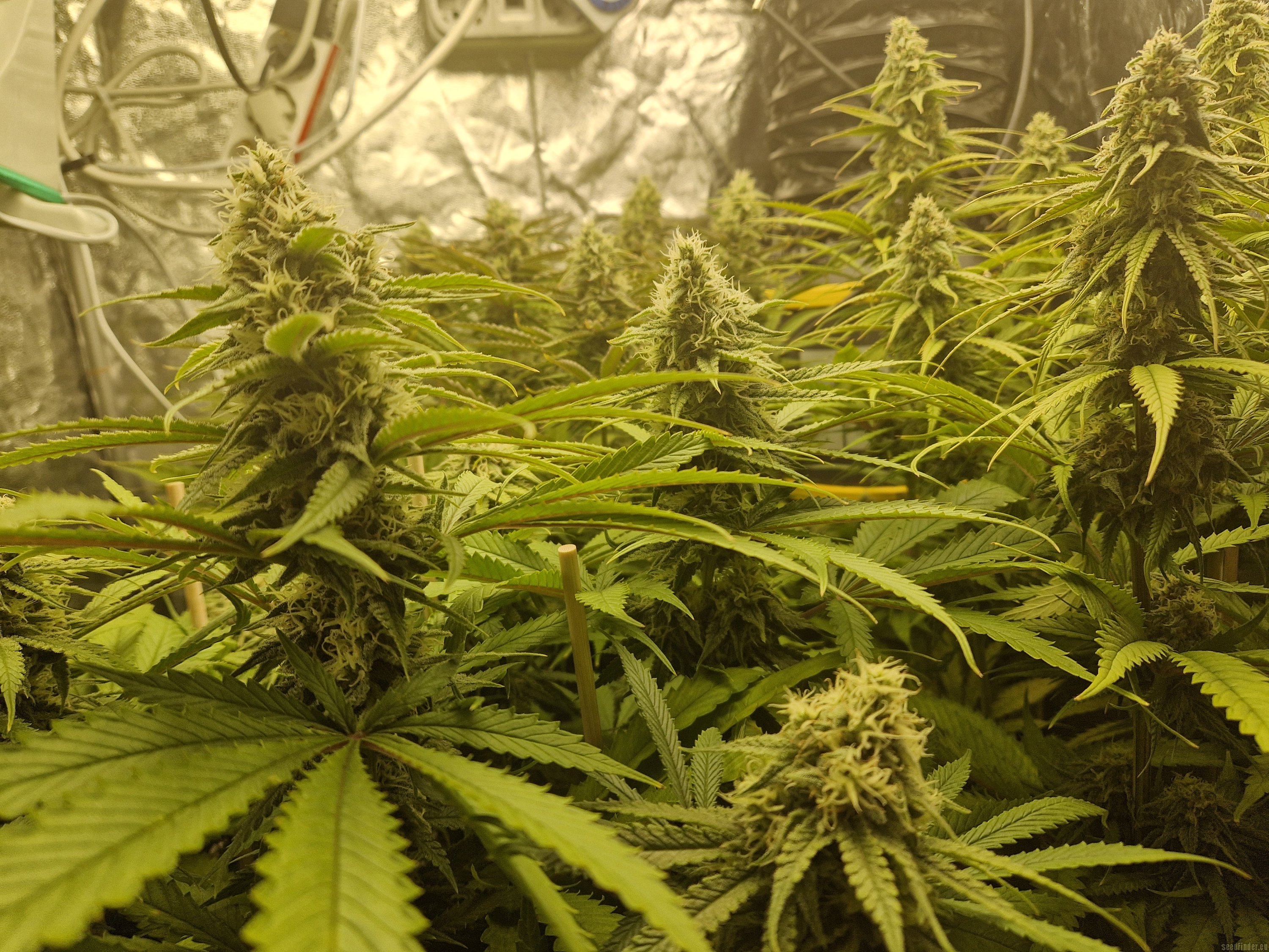 Shiva Skunk strain photo