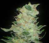 Cinex strain photo