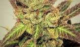 Pepita Seeds - Pepiberry strain photo