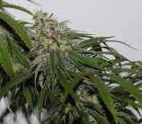 Old White Haze strain photo