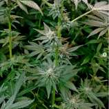 Blews Clue strain photo