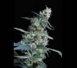 Arjan's Ultra Haze #1 strain photo