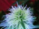 TGA Subcool Seeds - Jillybean strain photo