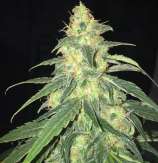 S.A.G.E. CBD strain photo
