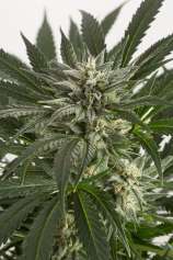Blue Critical Autoflowering strain photo