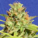 Zkittlez Auto strain photo