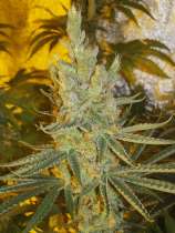 SmellyBerry strain photo