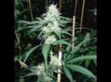 Somaui strain photo