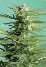 Sweet Dwarf strain photo