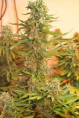 M-39 strain photo