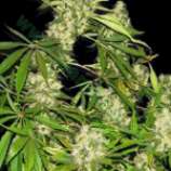 Kali's Mistery strain photo