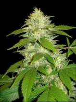 La Musa strain photo