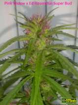 207 Seeds - Pink Rosenthal Super Bud strain photo