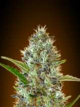 Auto Somango strain photo