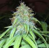 Mango Hashplant strain photo