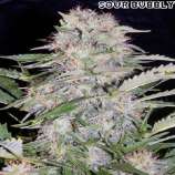 Sour Bubbly strain photo