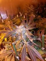 Paisa Grow Seeds - Soganjah strain photo