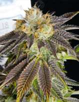 Agent 18 strain photo