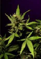 Super Star strain photo