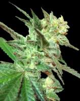 Honey BooBoo strain photo