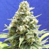 Amnesia Lemon Kush strain photo