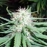 Haze No.1 strain photo