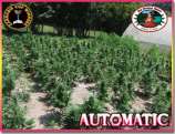 Automatic strain photo