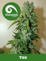 T99 strain photo