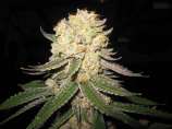 Fire Alien Master strain photo