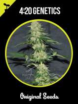 Jack Herer strain photo