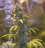 Mango strain photo