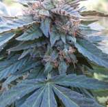 Boneyard Seeds Norcal - Savage Kush strain photo