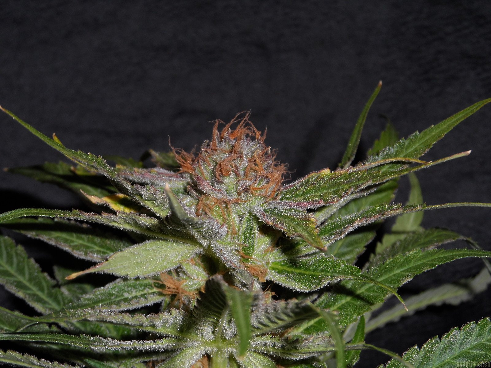 Querkle S1 strain photo