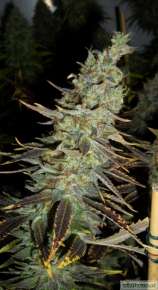 Arany strain photo