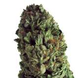 Heavyweight Seeds - Budzilla strain photo