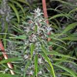 White Widow strain photo