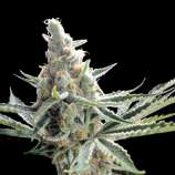 Crockett's Tangie strain photo
